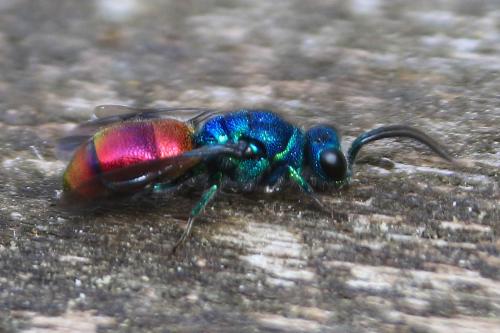Chrysis (ignita)